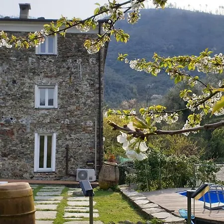 Nespolo